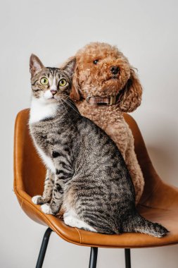 Kedi ve köpek en iyi arkadaşlar aile portresi şirin ve sevimli kaniş köpekleri ve kedi yavruları