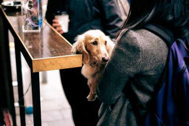 Tatlı dachshund köpek yavrusu hüzünlü gözlerle sarıldı