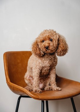 Şirin yumuşacık kaniş köpeği deri sandalyede oturmuş fotoğraf çekiyor.