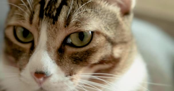 Acercamiento Cámara Lenta Macro Ojos Gato Enfocándose Movimiento Ojos Pupilas — Vídeos de Stock
