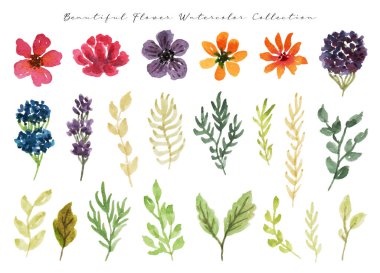 set of watercolor flowers, leaves, buds, flower, herbs, green, wildflowers, floral, botanical