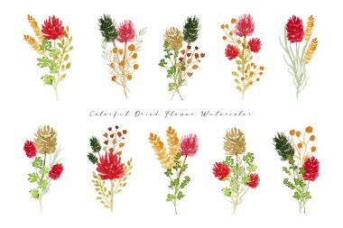 bir dizi estetik kurutulmuş çiçek aranjmanı suluboya