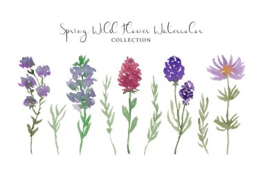 Bir çift güzel el boyalı yabani çiçek ve yaprak suluboya.