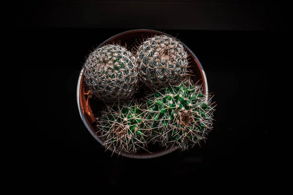 Kapalı bir kaktüs, siyah beyaz, yukarıdan görünen kapalı bir kaktüs.