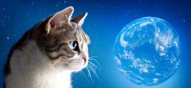 Yakın plan kedi portresi evrendeki hayali gezegene bakıyor.