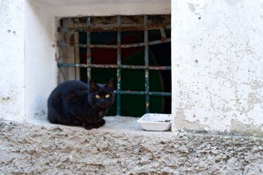 Kedi pencerenin önünde kameraya bakıyor.
