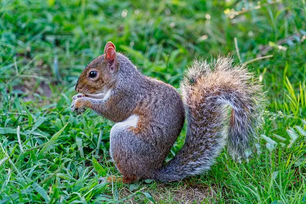 Écureuil Mangeant Des Noix Dans Parc — Photo