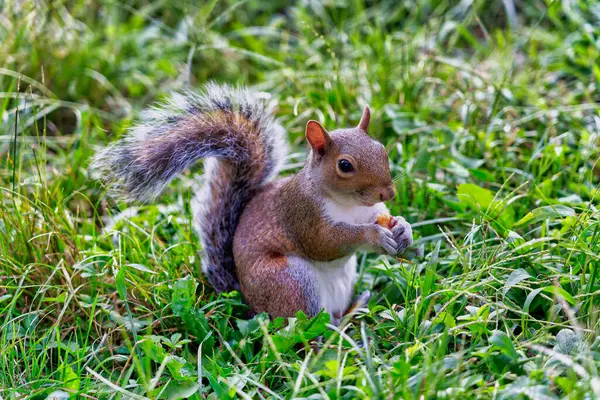 Squirrel Eating Grass Stock Photo