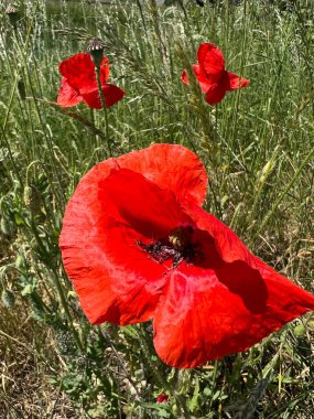 Açık bir gökyüzünün altında bitki örtüsü ve çiçeklerle dolu doğal bir yaz manzarasının fotoğrafı. Doğa, manzara, canlı doğanın parlak renkleri..