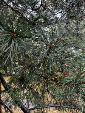 İğnelerinin ve kabuğunun karmaşık detaylarına odaklanan kozalaklı bir ağacın makro görüntüsü. Bu görüntü dokusuyla büyüleyicidir, ışığın canlı yeşil iğneler üzerinde nasıl oynadığını gösterir, şekillerini ve yapılarını belirtir.. 