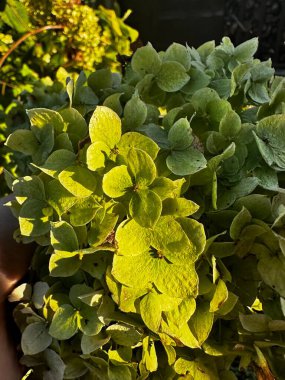 Parlak güneş ışığıyla yıkanmış yeşil bir ortanca fotoğrafı. Çiçek taze ve canlı, yemyeşil yaprakları hafif meltemde hafifçe sallanıyor. Güneş ışığı, taç yapraklarının dokusunu vurgular ve gölgelerin yönünü değiştirir. 