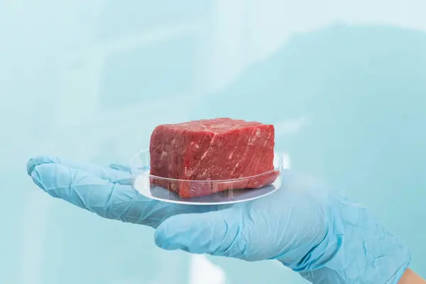 Laborgezüchtetes Fleischkonzept Fleisch Petrischale Hand Blauem Handschuh Blauer Hintergrund — Stockfoto