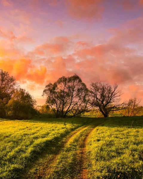Sunset or sunrise in a spring field with green grass, willow trees and cloudy sky.
