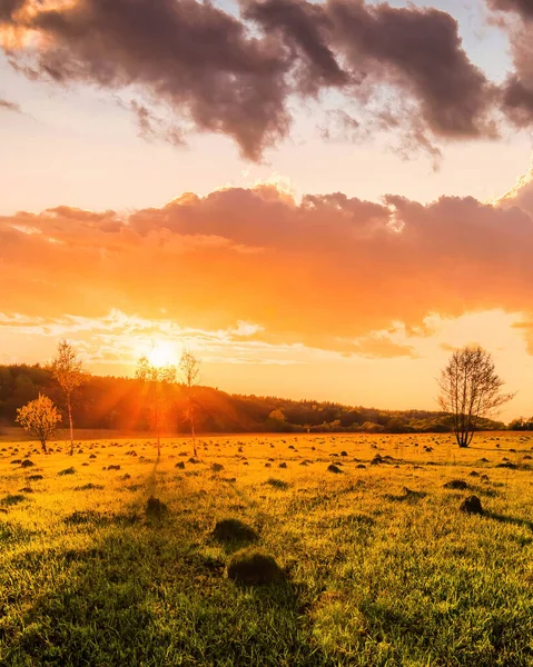 Sunset or sunrise in a spring field with green grass, willow trees and cloudy sky.