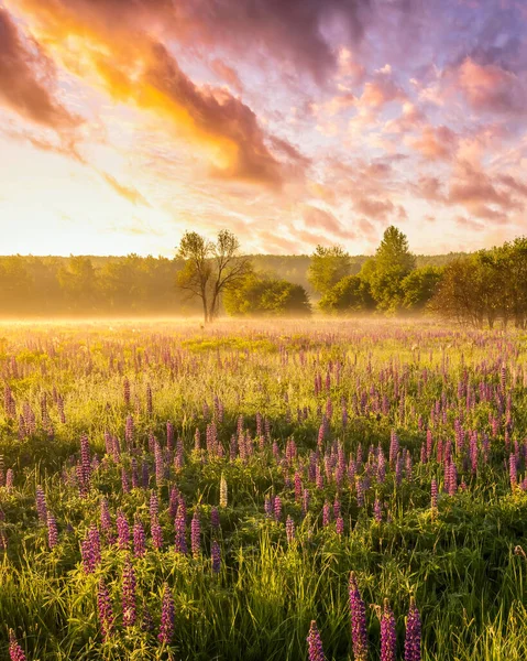 Sunrise on a field covered with flowering lupines in spring or early summer season with fog and cloudy sky in morning.