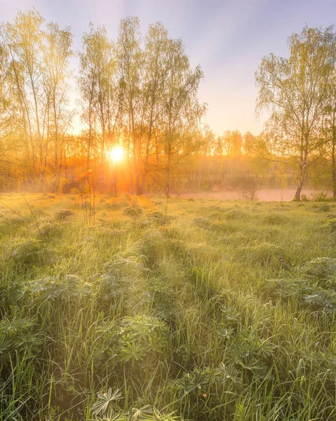 Sunrise in a spring field with green grass, lupine sprouts, fog and cloudy sky.
