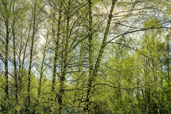 Birches with young leaves lit by sunlight in spring or early summer.