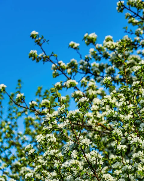 Pear blossom branches with young leaves illuminated by sunlight in spring.