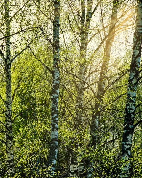 Birches with young leaves lit by sunlight in spring or early summer.