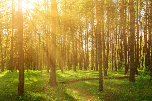 stock image Sunset or dawn in a pine forest in spring or early summer. The sun among the trunks of pines.