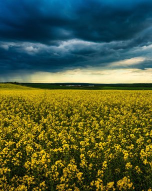 An approaching thunderstorm in a flowering rapeseed field. Dramatic stormy cloudy sky.