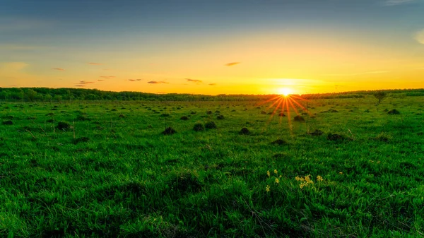 Sunset or sunrise in a spring field with green grass.