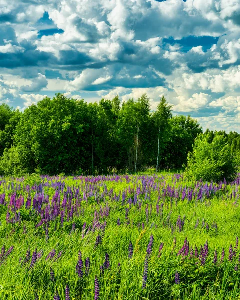 Field with purple lupins and dramatic clouds in the sky on a summer sunny day.