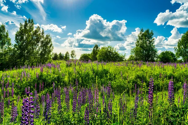Field with purple lupins and dramatic clouds in the sky on a summer sunny day.