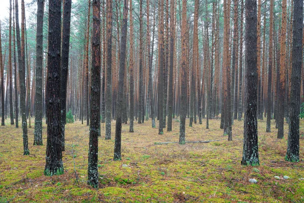 Pine autumn misty forest. Rows of pine trunks shrouded in fog on a cloudy day. Overcast weather.