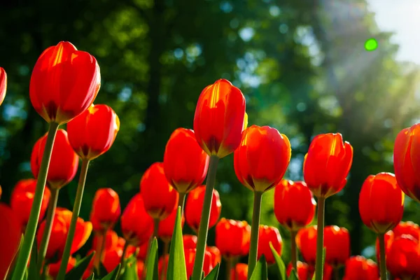 Red tulips lit by sunlight on a flower bed in the park. Landscaping.