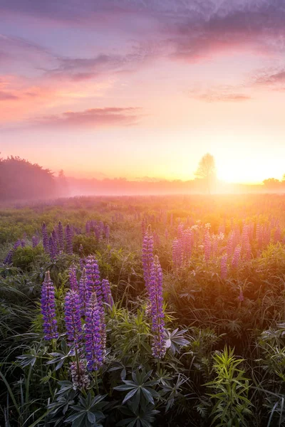 Twilight on a field covered with flowering lupines in spring or early summer season with fog, cloudy sky and trees on a background in morning. Vertical landscape.