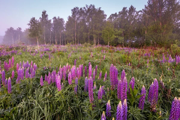 Twilight on a field covered with flowering lupines in spring or early summer season with fog, cloudy sky and trees on a background in morning. Landscape.