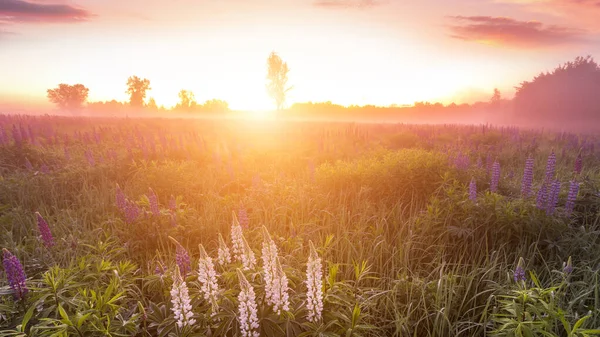 Twilight on a field covered with flowering lupines in spring or early summer season with fog, cloudy sky and trees on a background in morning. Landscape.