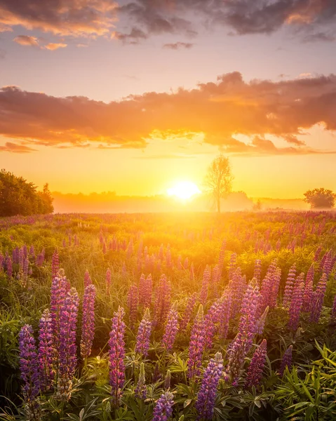 Sunrise on a field covered with flowering lupines in spring or early summer season with fog, cloudy sky and trees on a background in morning. Vertical landscape.