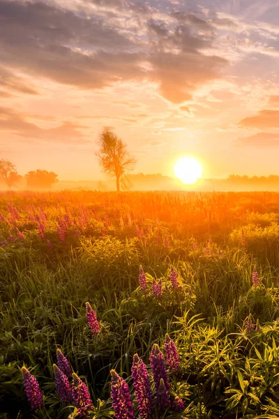 Sunrise Field Covered Flowering Lupines Spring Early Summer Season Fog — Stock Photo, Image