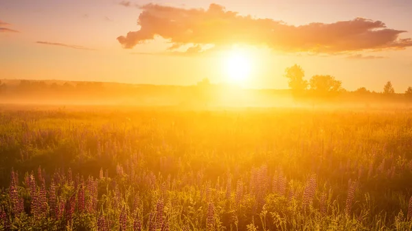 Sunrise on a field covered with flowering lupines in spring or early summer season with fog, cloudy sky and trees on a background in morning. Landscape.