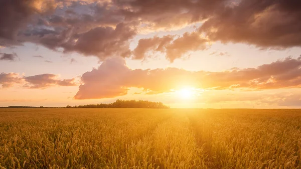 Scene Sunset Field Young Rye Wheat Summer Cloudy Sky Background — Stock Photo, Image