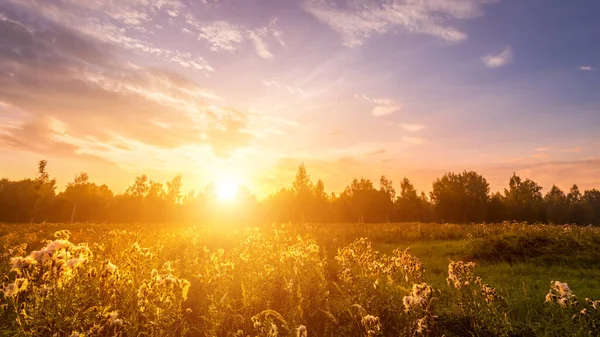 stock image Sunrise on a field covered with wild flowers in summer season with fog and trees with a cloudy sky background in morning. Landscape.