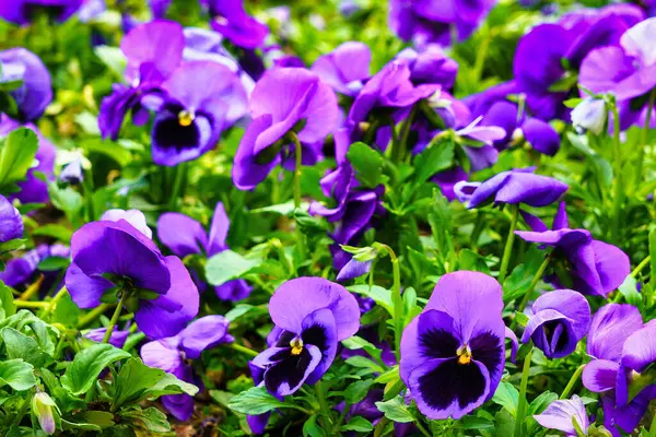 stock image Purple flower bed with blooming decorative flowers.