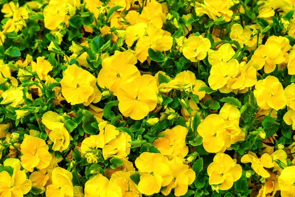 Żółty Kwiat Łóżko Kwitnących Kwiatów Dekoracyjnych — Zdjęcie stockowe