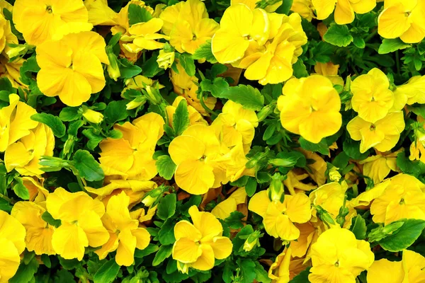 Желтая Клумба Цветущими Декоративными Цветами — стоковое фото