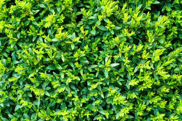 Plant Green Leaves Natural Pattern Abstract Background Design Landscaping — Stock Photo, Image