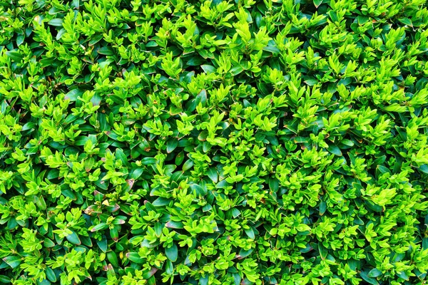 Рослина Зеленим Листям Натуральний Візерунок Абстрактний Фон Дизайну Ландшафтний Дизайн — стокове фото
