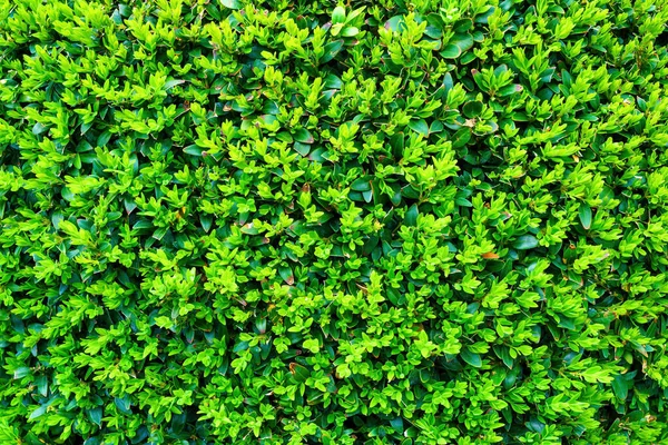 Yeşil Yapraklı Bitki Doğal Desen Tasarım Için Soyut Arkaplan Peyzaj — Stok fotoğraf