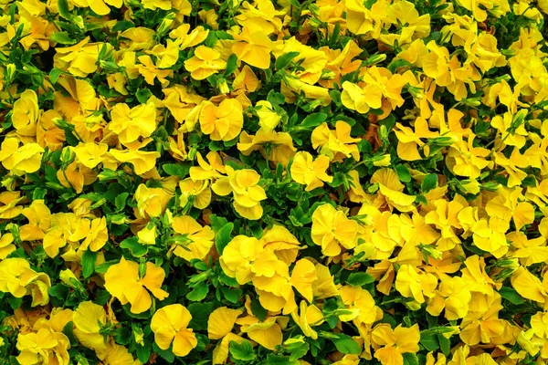 Gul Rabatt Med Blommande Dekorativa Blommor — Stockfoto