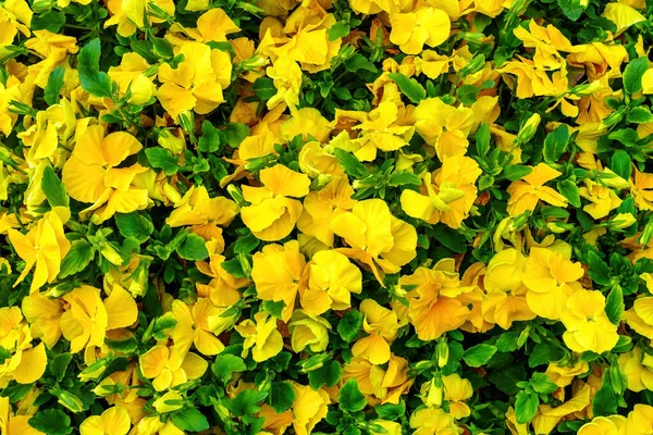 Gul Blomsterbed Med Blomstrende Dekorative Blomster – stockfoto