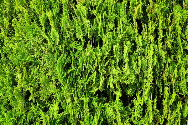 Background Decorative Juniper Ornamental Plant Landscaping — Stockfoto
