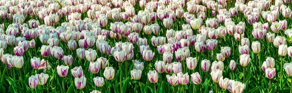 stock image White tulips lit by sunlight on a flower bed in the park. Landscaping.