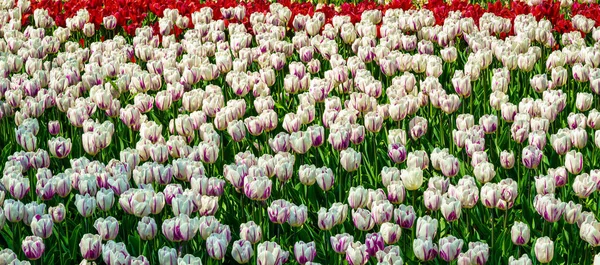 Red and white tulips lit by sunlight on a flower bed in the park. Landscaping.