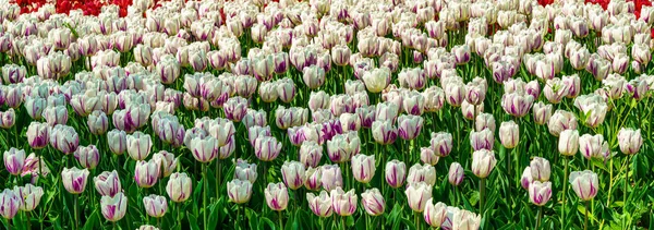 Białe Tulipany Oświetlone Światłem Słonecznym Kwietniku Parku Ukształtowanie Krajobrazu — Zdjęcie stockowe